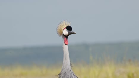 close up shot of a grey crowned crane, curious look facing the camera, funny african wildlife in maasai mara national reserve, kenya, africa safari animals