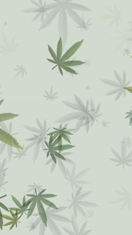 loop animation pattern of green cannabis leaves on a light background. vertical video.