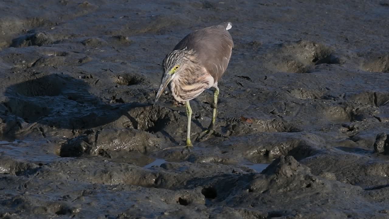 계절에 따라 다른 깃털을 표시하는 태국에서 발견되는 연못 왜가리 중 하나