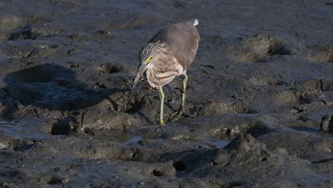 one of the pond herons found in thailand which display different plumages according to season