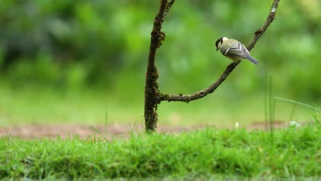 low static shot of a great tit flying in from off camera and landing on a branch before hopping to the ground, slow motion