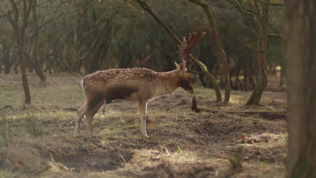 ciervos en barbecho en el bosque de otoño