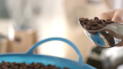 Freshly-roasted-organic-coffee-beans-being-scooped-into-packaging-ready-to-sell