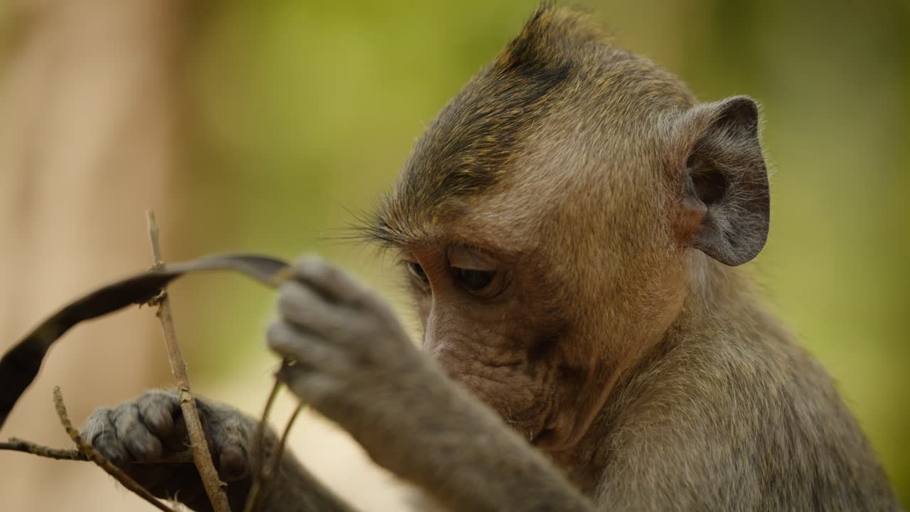 Long tailed macaque examining a twig in the forests of Angkor