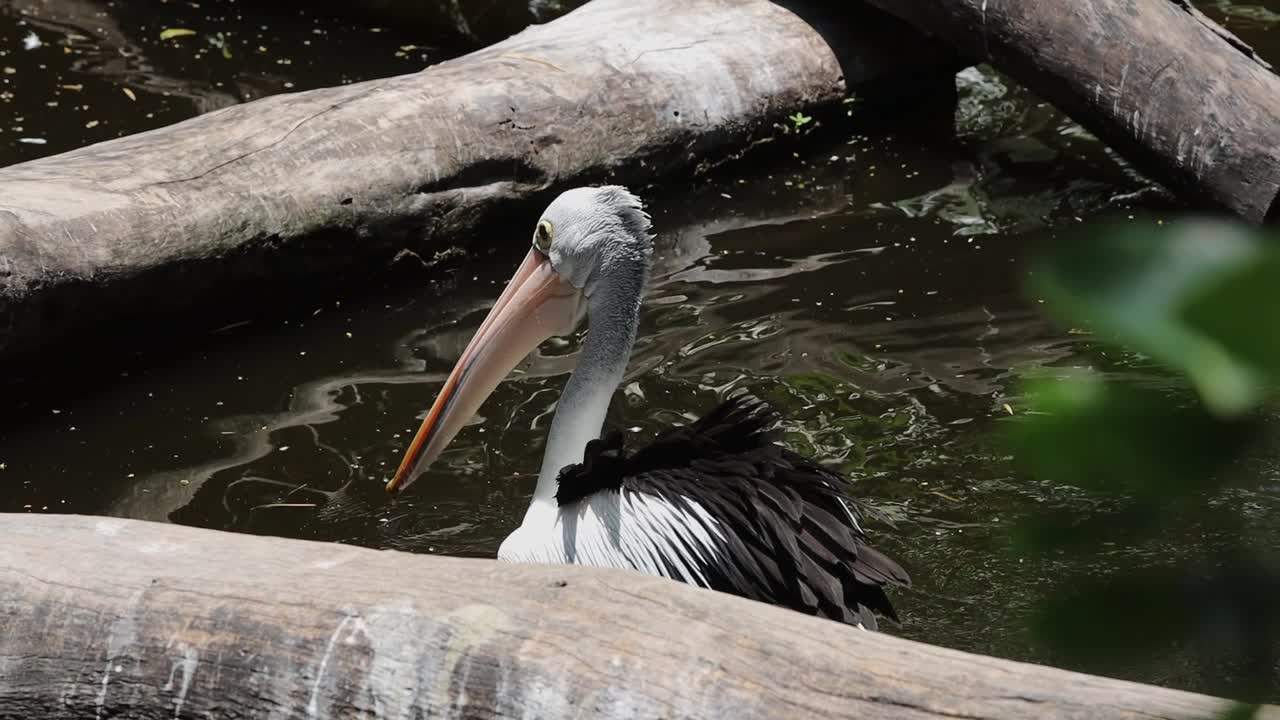 Pelican Swimming Gracefully in Dark Pond with Natural Green Surroundings