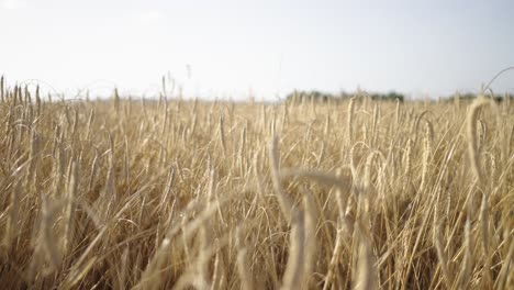 dolly out from golden wheat field close-up to reveal vast agricultural landscape