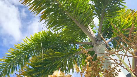 areca palm tree with nuts and blue sky