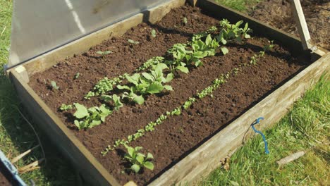 Raised-vegetable-garden-bed-planted-with-cucumber,-radish,-turnip---parsley