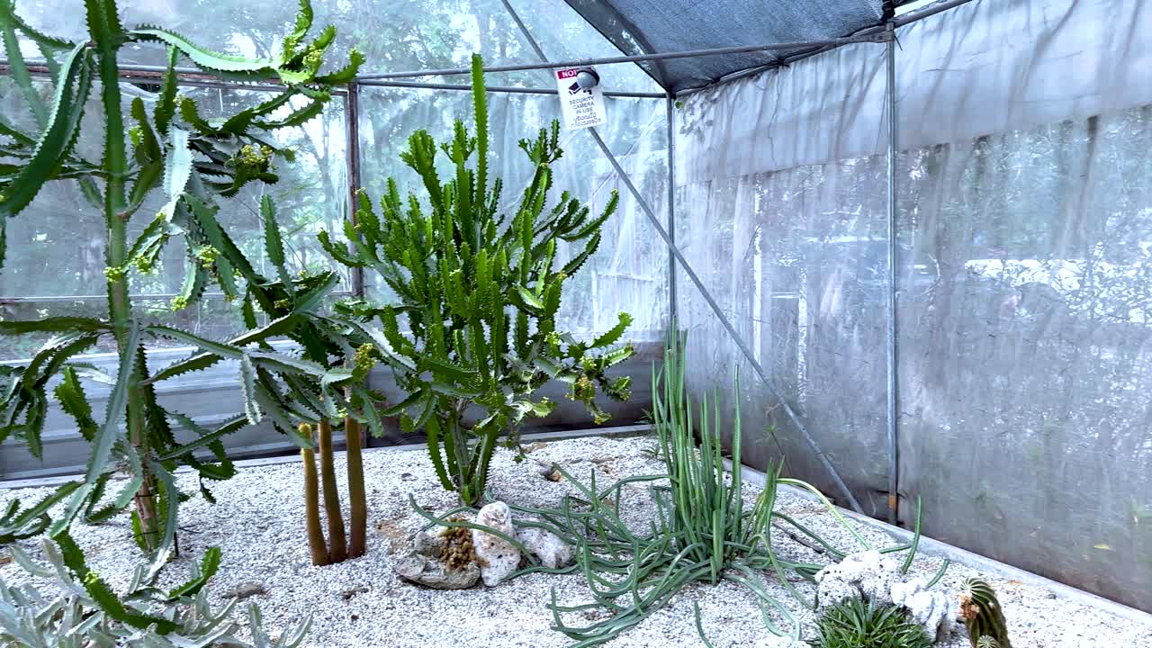 방 시장 의 온실 에 있는 티