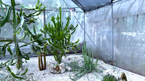 cactus en un invernadero en el mercado de bangkok