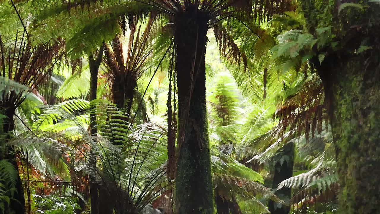 densos helechos en un vibrante bosque tropical