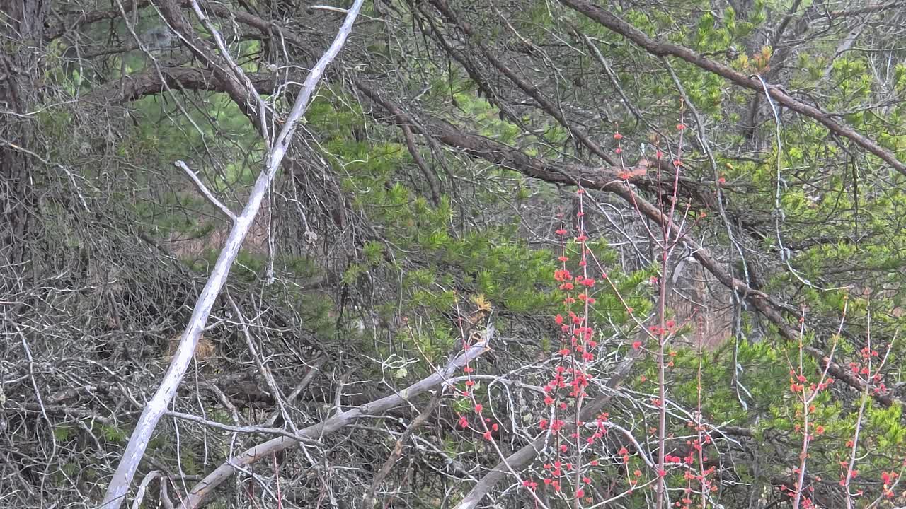 Camera tracking shot following bird in flight through dense tangled forest. Natural wildlife behavior captured amid vibrant flowering plants and bare winter branches.