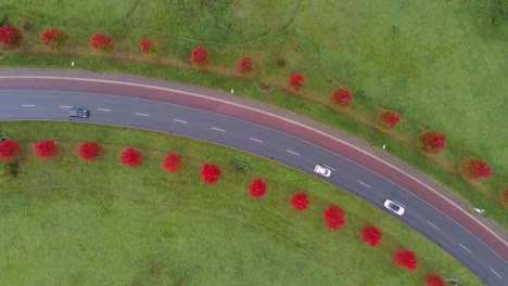 Coches-Circulando-Por-Una-Avenida-Bordeada-De-árboles-Rojos-Entre-Campos-Verdes,-Vista-Aérea-De-Arriba-Hacia-Abajo