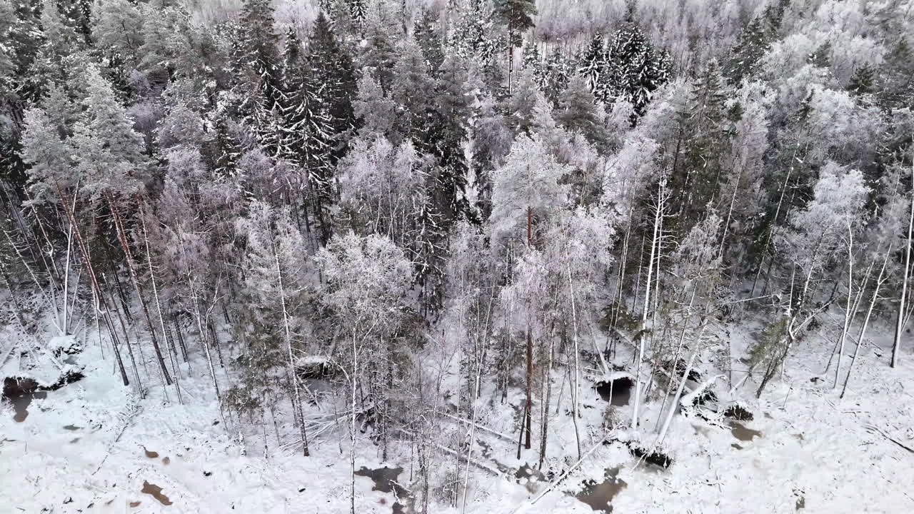 Circular aerial view of a snow covered pine forest with fallen trees