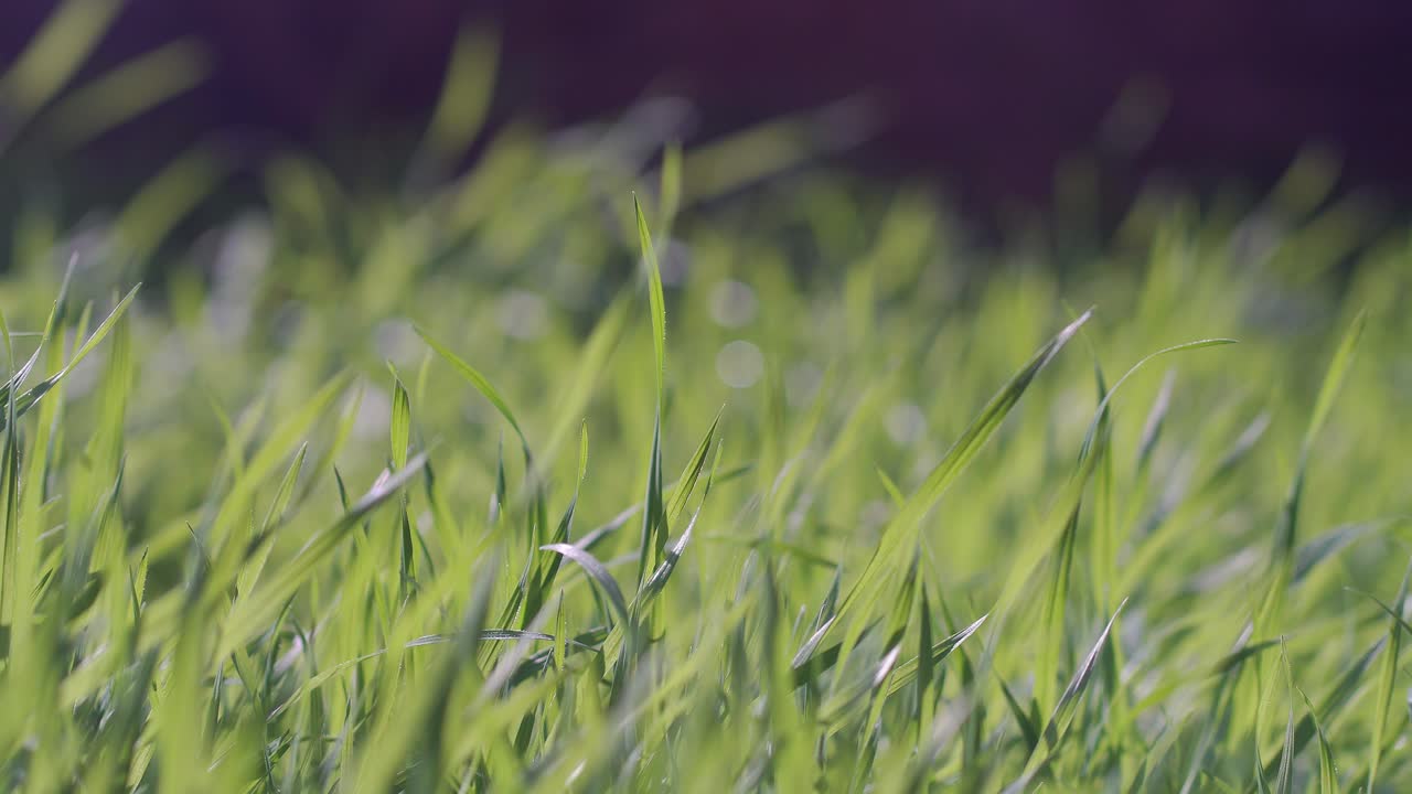 Closeup of green grass in a garden on a bright sunny day