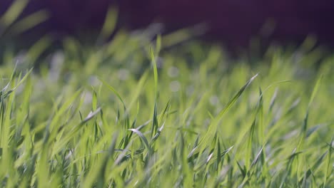 closeup of green grass in a garden on a bright sunny day