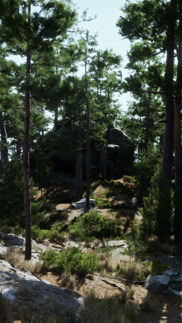 paisaje forestal con rocas y árboles