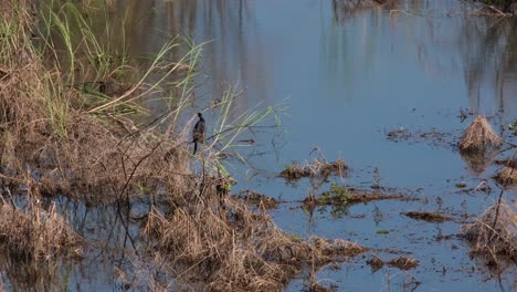 equilibrándose en la rama de una caña, el pequeño cormorán microcarbo niger suavemente soplado por una brisa suave mientras se arregla sus plumas, en el lago beung boraphet, provincia de nakhon sawan, tailandia