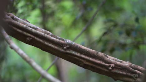 close up dangling tree roots in salto encantado park, located in misiones, argentina