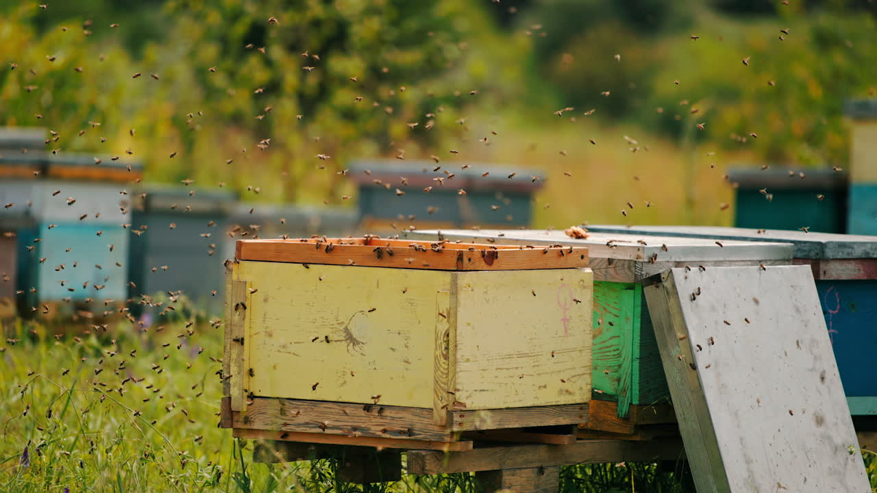 Numerous worker bees swarming around the open hive. Irritated insects trying to come back to their homes. Blurred backdrop.