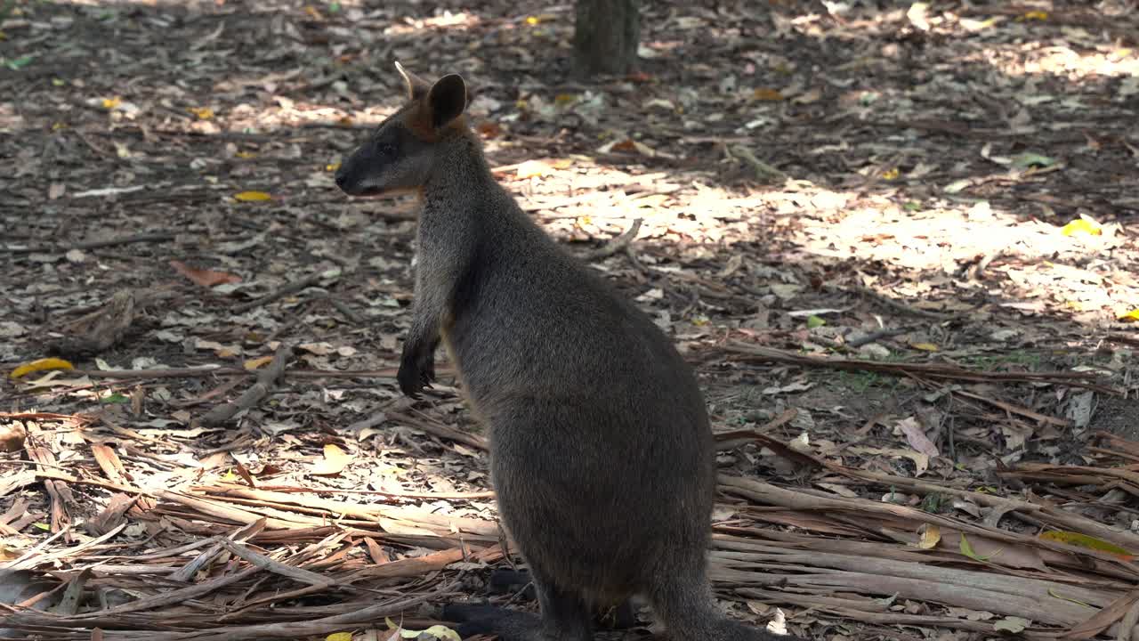 tímido wallaby de cuello rojo o wallaby de bennett, notamacropus rufogriseus con cuerpo gris rojizo visto de pie, con las orejas moviéndose, escuchando los sonidos circundantes, primer plano