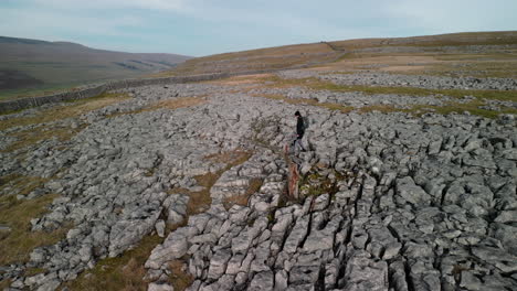 Hiker-walking-past-old-tree-on-rocky-hilltop-in-English-countryside-at-Ingleton-Yorkshire-UK