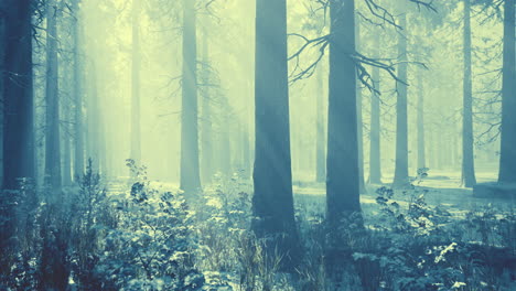 Trees-in-misty-winter-forest-frosty-and-foggy