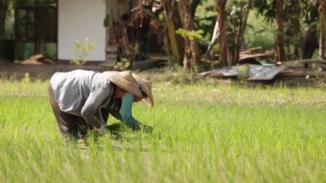 farmers are transplanting rice sprouts on the field containing mud and water on the sunny day