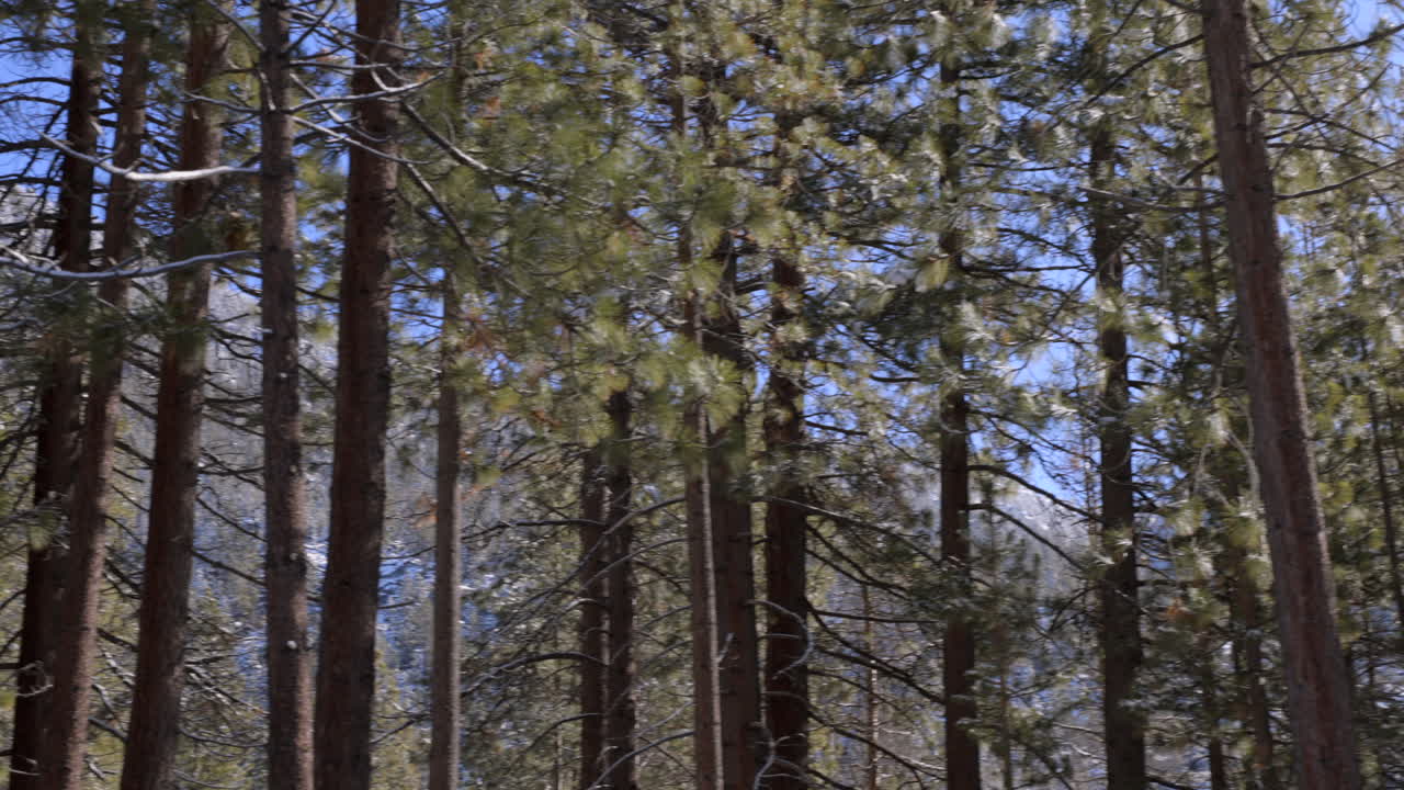 Pan of Douglas Fir trees in Lake Tahoe, Nevada with a snowy mountain seen behind the trees