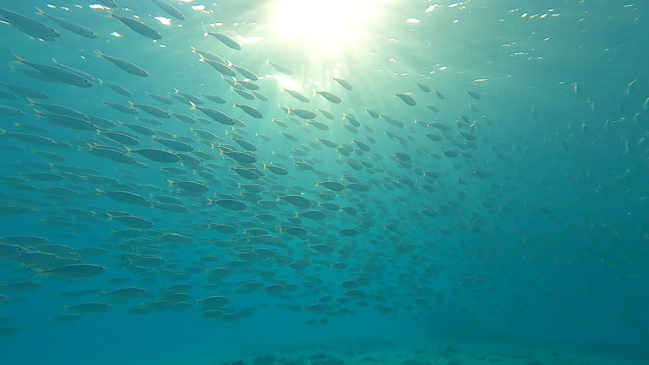 물 위에 태양의 반사에 의해 조명 된 물고기의 학교의 좋은 일반적인  ⁇