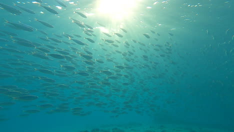 Schöne-Gesamtaufnahme-Eines-Fischschwarms,-Beleuchtet-Durch-Die-Reflexion-Der-Sonne-Auf-Dem-Wasser