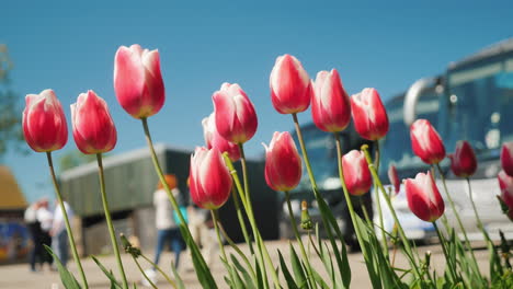 tulips in front of tour buses in holland