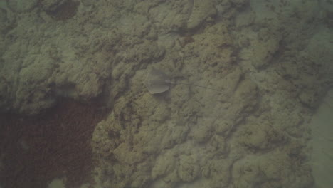 a young man looks at stingray underwater