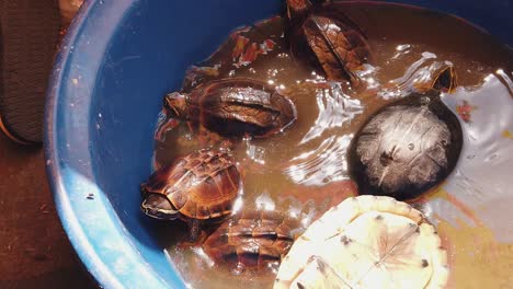 Tortugas-En-Un-Balde-Azul-Con-Agua-Tratando-De-Escapar