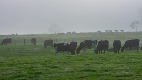 new zealand grassland with domestic dairy holstein cows grazing in mist