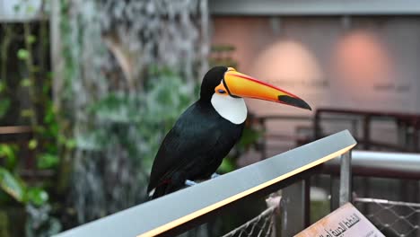 Un-Tucán-Toco-En-El-Bosque-Interior-De-Dubai,-Emiratos-Árabes-Unidos