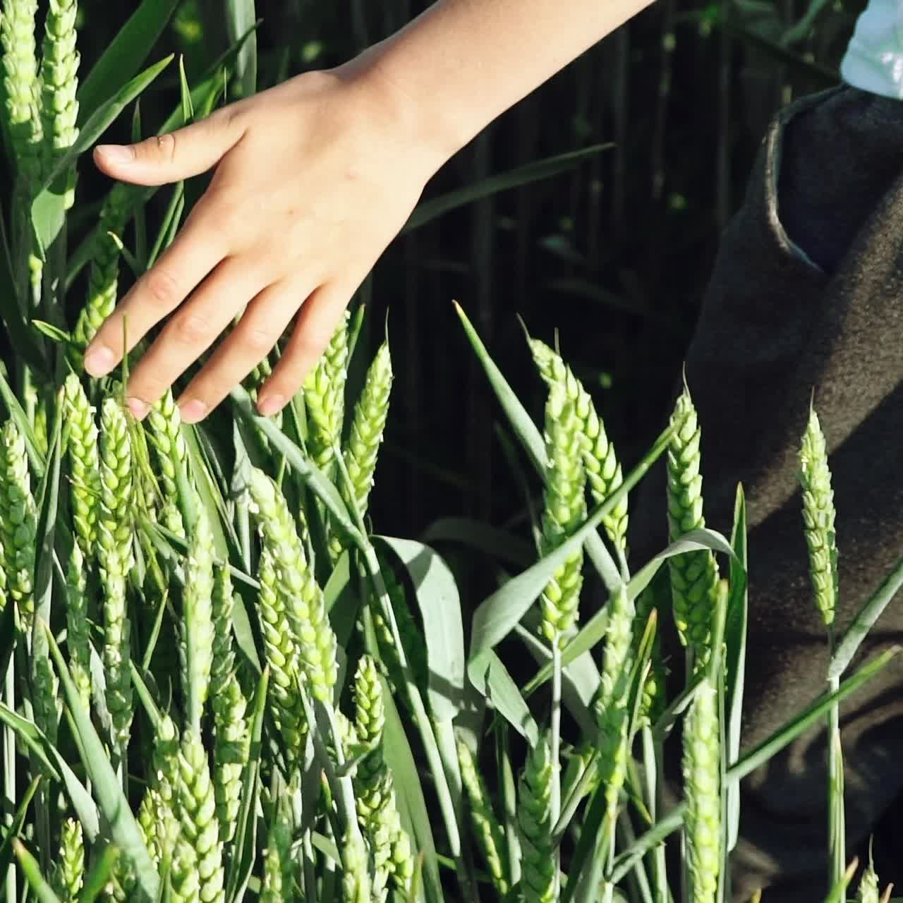 boy is conducting his hand on the spike of green wheat in the field in the summer. Slow motion