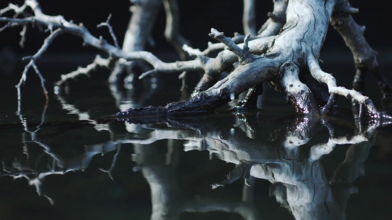 Rippling water distorting mirrored reflection of bleached gnarled root at pond edge, wet highlights