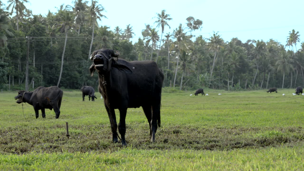 búfalo indio pastando en el campo de arroz y tierra húmeda con hierba