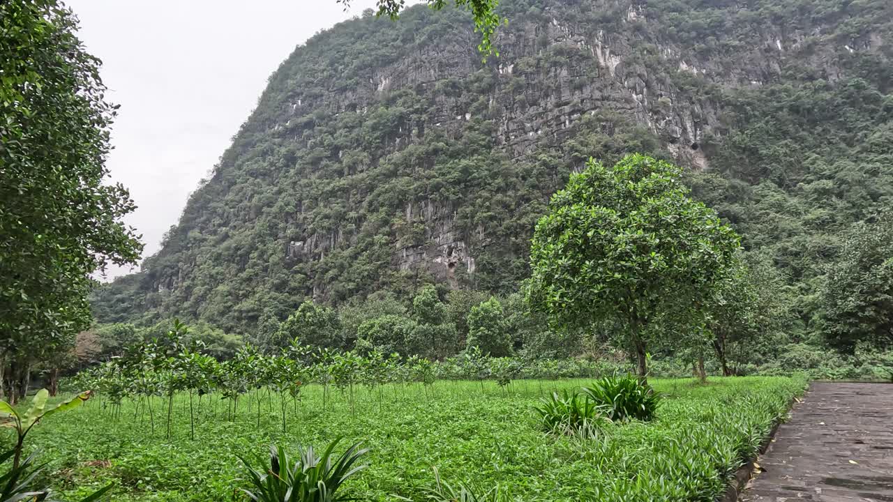 활기찬 식물로 둘러싸인 조용한 산책로