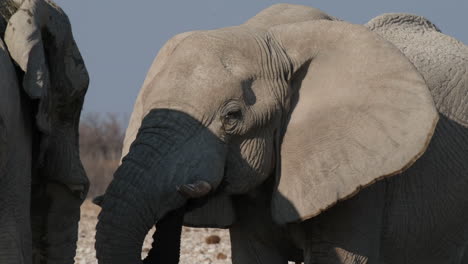 a pair of an african bush elephant in nature game reserve of southern africa