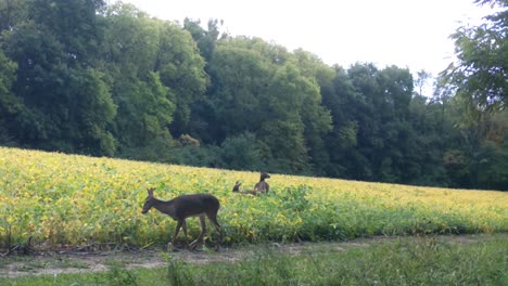 white tail deer doe and two yearlings grazing in a soybean field, in the upper midwest in early autumn