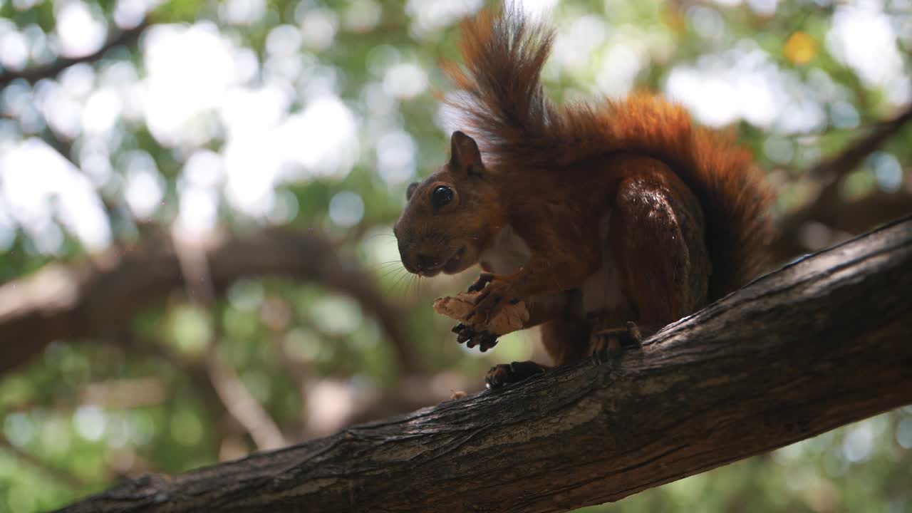 Close-up of a cute squirrel eating a nut on a branch of a tree