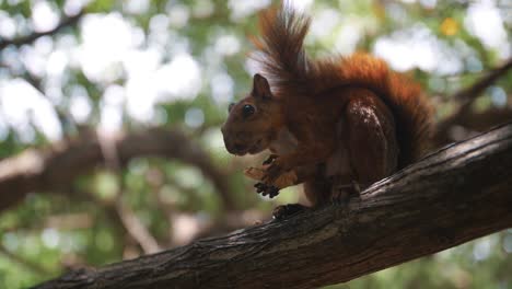 primer plano de una linda ardilla comiendo una nuez en una rama de un árbol