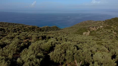olive trees above endless blue sea and bright sky on a summer day in mediterranean