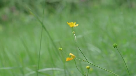 Buttercup-Flower-Slightly-Moving-In-The-Wind-In-A-Wild-Meadow