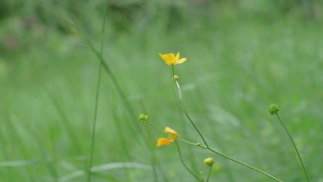 buttercup flower slightly moving in the wind in a wild meadow