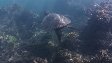 Hawaiian-green-sea-turtle-gliding-gracefully-through-the-clear-blue-ocean-waters