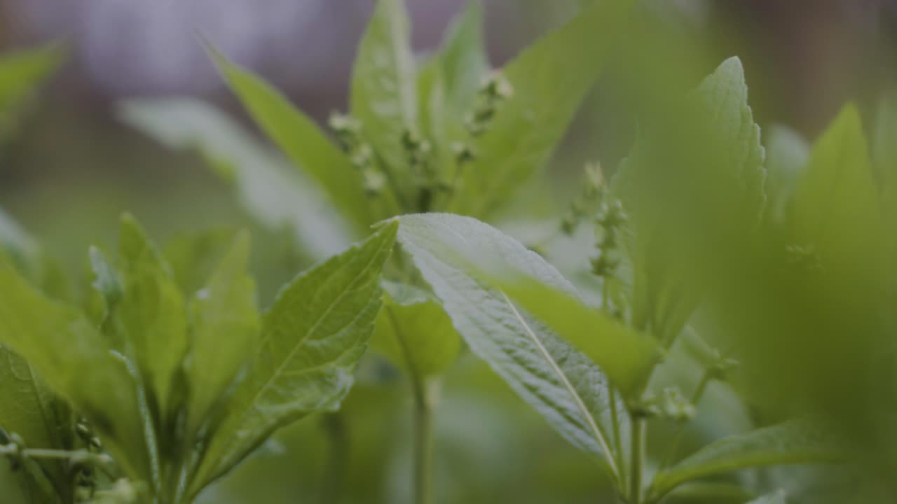 cierre el movimiento deslizante de pequeñas plantas del suelo o un bosque
