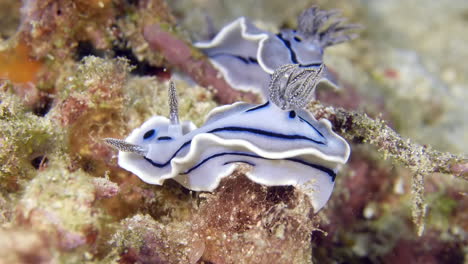 a colorful sea slug underwater